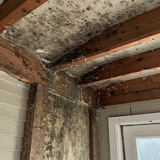 Severe black mold infestation on ceiling and walls between exposed wooden beams in home corner